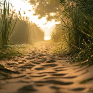 Laag standpunt van een pad langs riet en water bij de Noorderplassen in Almere met dauw en zacht ochtendlicht – sfeerbeeld voor Reiki Noorderplassen
